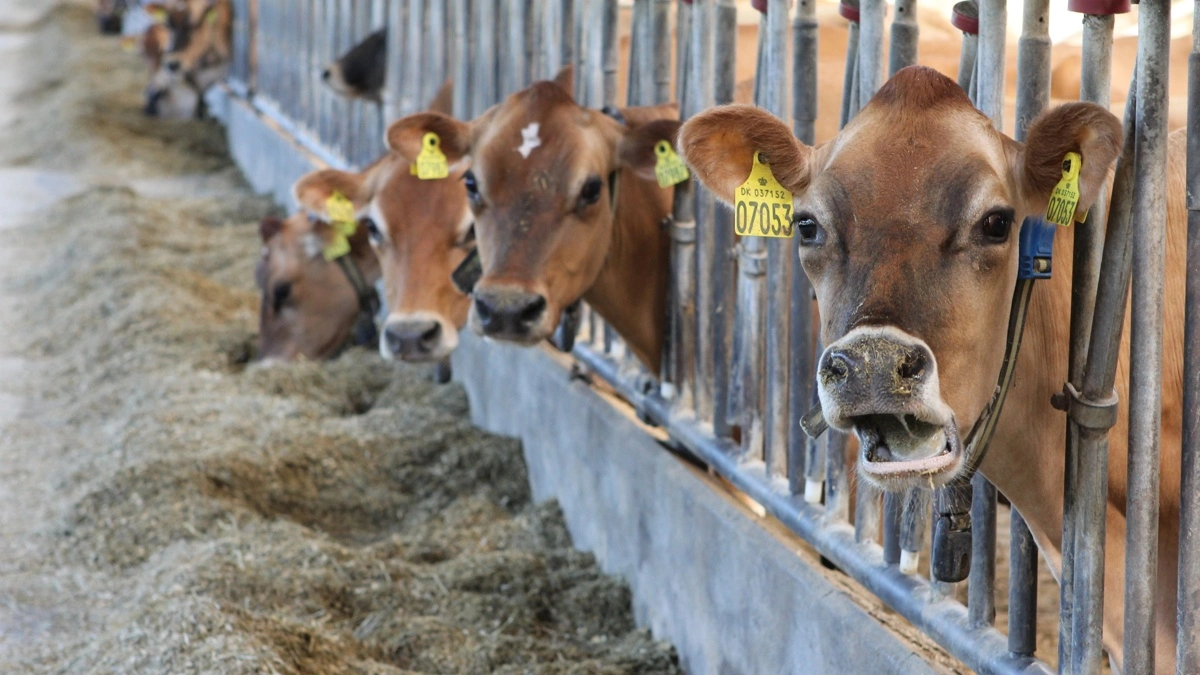EFSA bekræfter, at myndigheden har bedt EU-Kommissionen om mere tid til revurderingen af 3-NOP, det aktive stof i Bovaer. Den videnskabelige udtalelse ventes nu først offentliggjort ved udgangen af 2026. Arkivfoto: Anne Wolfenberg