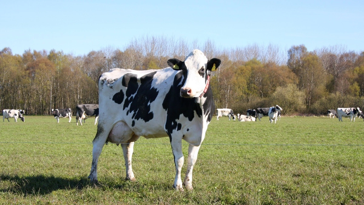 Mælkeproducenter står for den største del af det økologiske areal og driver knap en tredjedel (32,5 procent). Foto: Tenna Bang