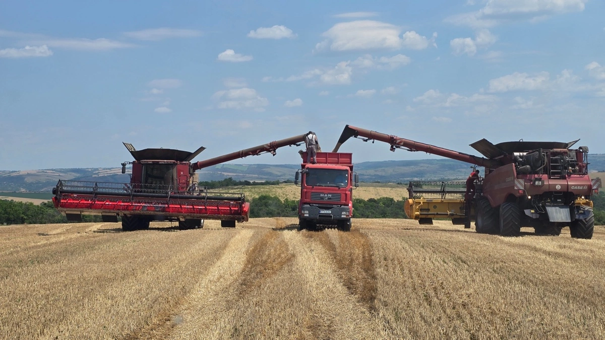 Årets høst startede i går på den 5.000 hektar stor Desislava-farm i det nordlige Bulgarien. Fotos: Jørgen P. Jensen