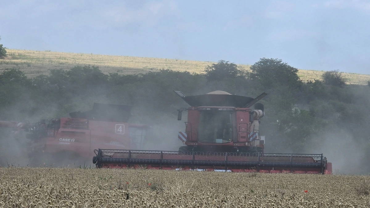 Fire af gårdens Case IH-mejetærskere er i gang her på andendagen af høsten.