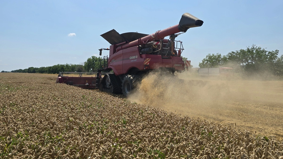 Case IH 8250 er udstyret med AFS Harvest Command, som automatisk regulerer blandt andet rotorhastighed, sold, blæser og fremkørsel for at optimere kapacitet, minimere spild og sikre høj kornkvalitet.