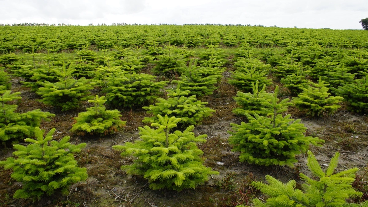 Der er juletræer på programmet, når Djursland Landboforening i samarbejde med FOF Djurland vil invitere den lokale omverden indenfor. Foto: Djursland Landboforening