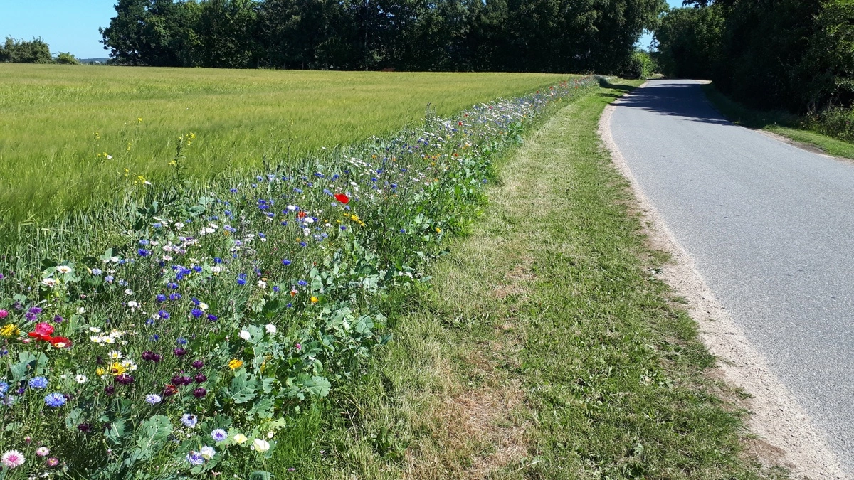 Blomsterzoner er blandt de naturtiltag, som indgår i Lantmännens Klima & Natur-program. Programmet skal nu udvikles på det danske marked. Arkivfoto.