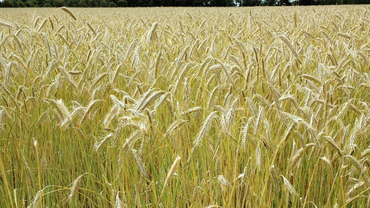 De første danske avlere har i 2025 dyrket rug efter Lantmännens Klima & Natur-program, som nu skal udvikles på det danske marked. Arkivfoto.