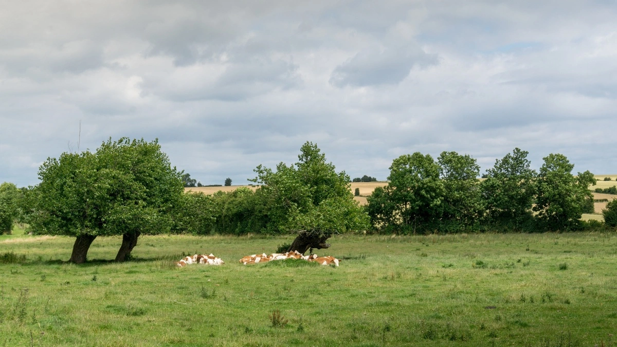 Politikerne på Ærø ønsker at omdanne Stokkeby Nor til vådere natur med højere sommervandstand, afgræsning og nye vandhuller. Hovedparten af lodsejerne vil dog hellere sælge jord eller have erstatningsjord end modtage kompensation for værditab. Foto: L-BBE via Wikimedia Commons