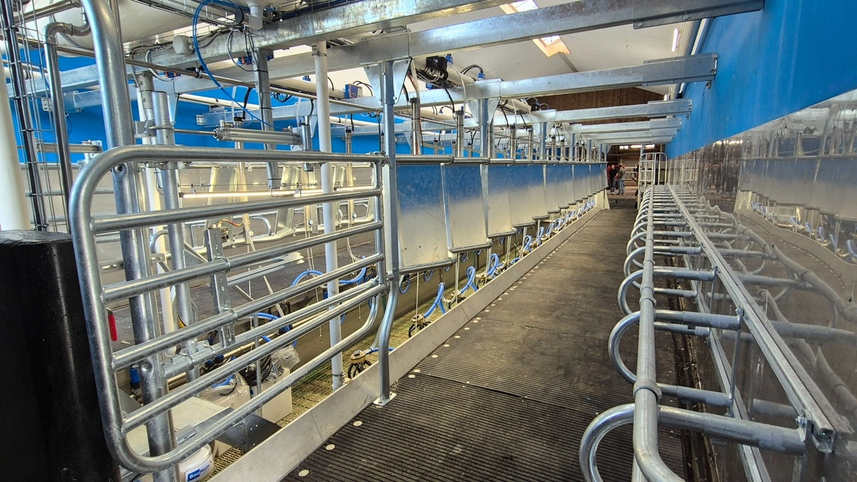 Planen er to gange malkning dagligt. 