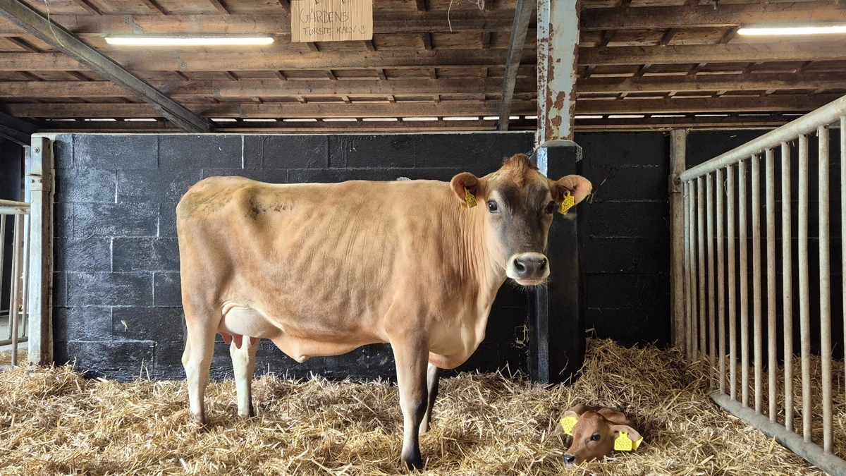Den første kalv hos Gl. Aastrup Agro I/S.