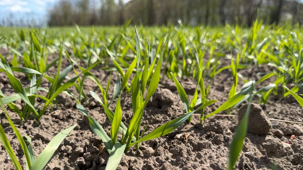 Disse spæde skud var den mest almindelige plante til at skyde op af den danske markjord i foråret. Arkivfoto: Kasper Stougård