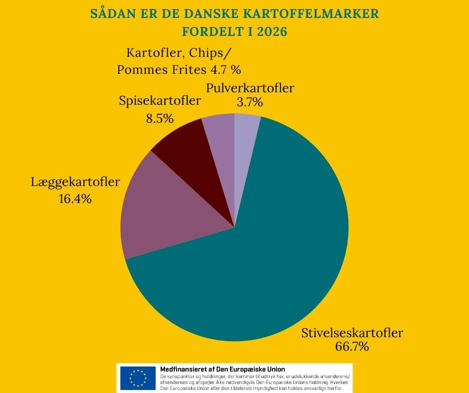 Spisekartofler er i tilbagegang i Danmark, mens stivelseskartofler og industrikartofler er i fremgang. 
