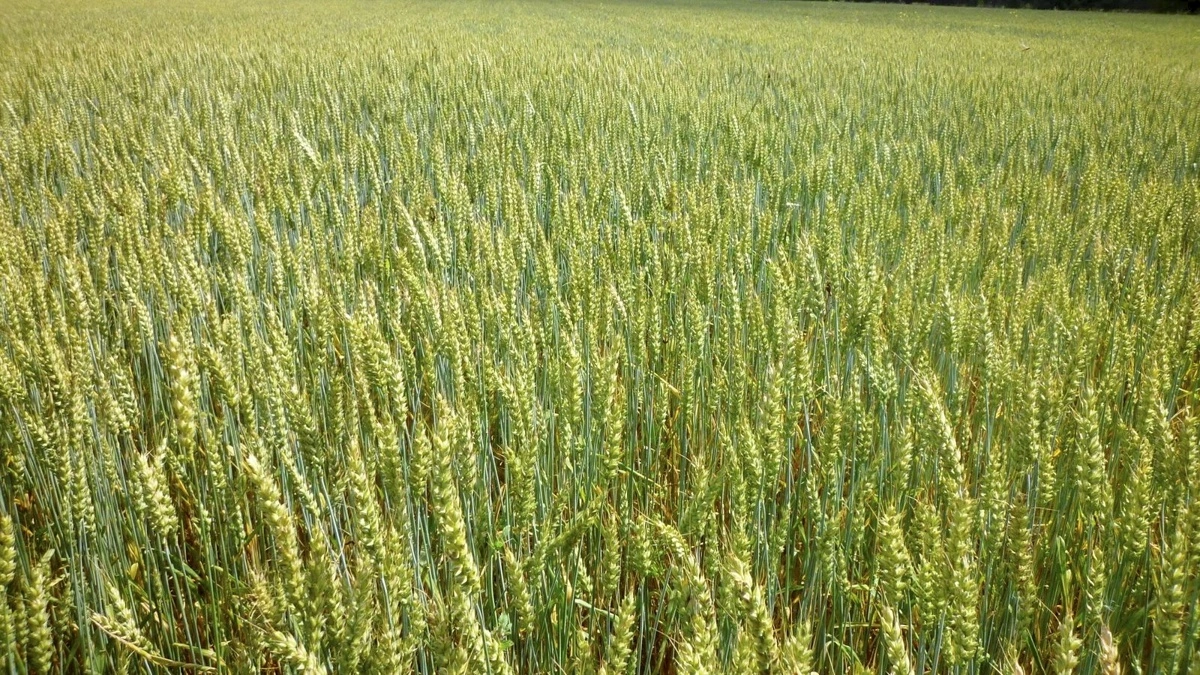 Vårtriticale: Arkivfoto