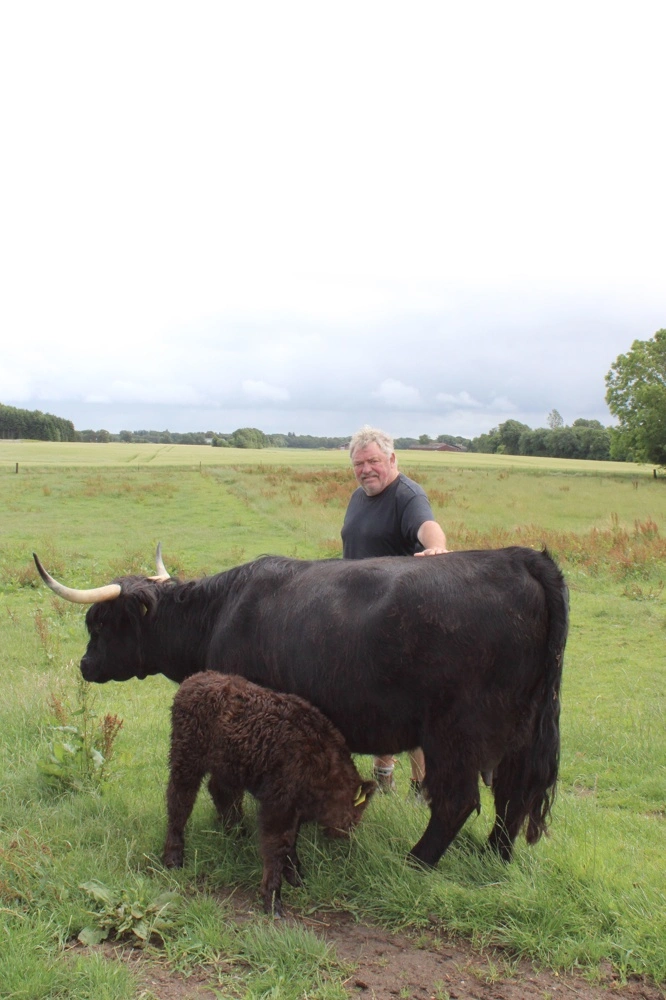 Den sidste kalv Dybkjærs Highland Cattle i Skodborg blev født i juni, og koen er meget påpasselig med at lade nogle komme tæt på.
