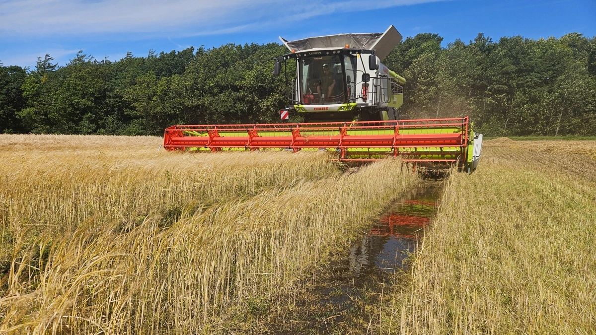 Enkelte er allerede godt i gang med høst af vinterbyg, men det helt store ryk ind forventer Danish Agro først i weekenden og i begyndelsen af næste uge. Arkivfoto