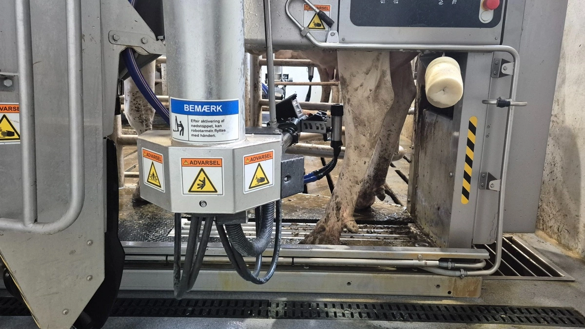 18 DeLaval-robotter malker køerne i et batch milking-system.