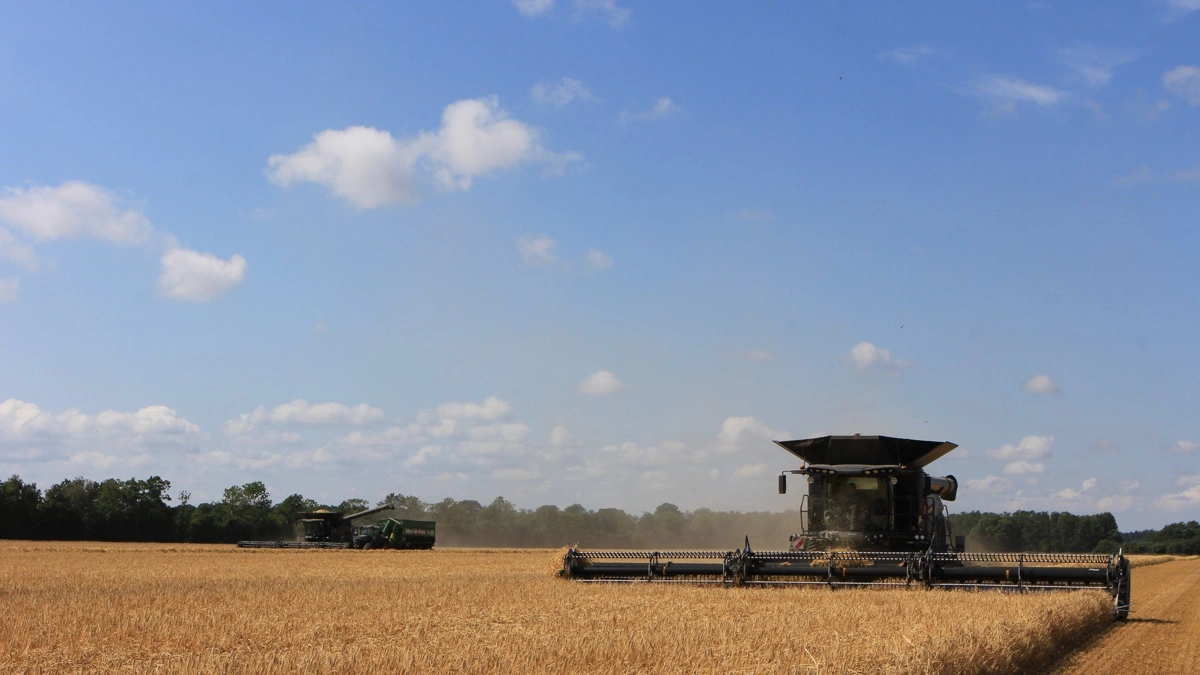 To af HSH Agros tre Fendt Ideal 9T med 45-fods MacDon FlexDraper-borde er i gang i vinterbygmarken mandag eftermiddag. 