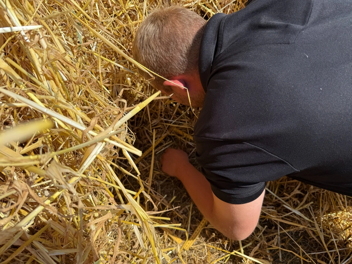Nicolai Haarup dykker ned under de massive halmskår efter mejetærskerne og tæller 30 spildte kerner i en tommestok-ramme på 30 gange 30 centimeter. Det regner han ud til et spild på 0,14 procent. - Vi har ikke travlt, så vi vil gerne have det hele med hjem, siger han. 