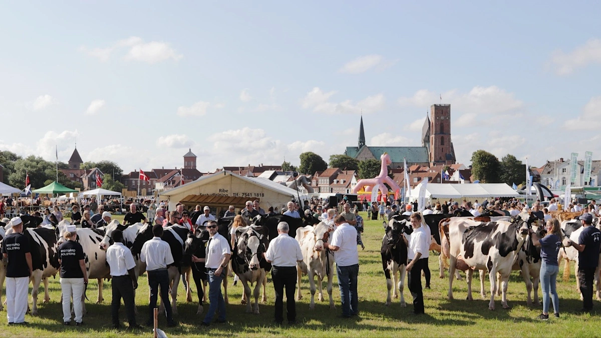 Fredagens dyrskue på Hovedengen i Ribe bliver det hidtil største med 478 dyr. Billedet er fra det hidtidige rekordskue i fjor.