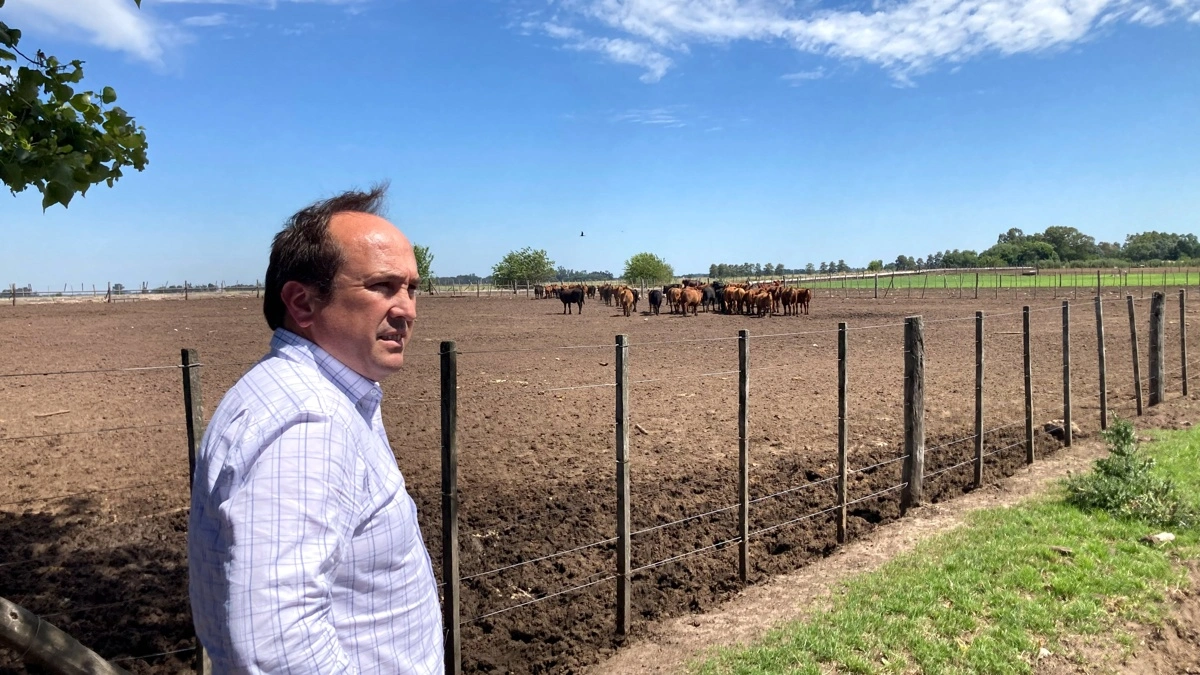 De fleste kødkvæg bliver færdigfedet på feedlots som denne efter at have græsset, indtil de vejer omkring 300 kg levende vægt.