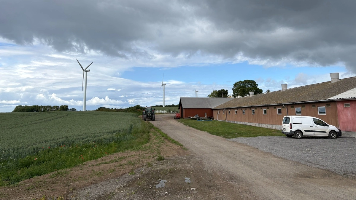 Dalegård en sommerdag anno 2026. I stalden til højre produceres 30 kilos grise. Vindmøllerne i baggrunden står på nabogrunden.