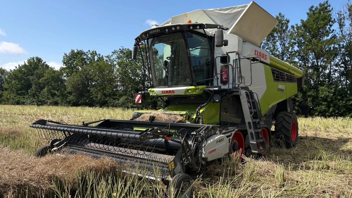 Egebjerggaard Gods har fået leveret en ny Lexion 8800 TT til sæsonen. Det første raps er skårlagt og høstes med pickup. Foto: Alexander Deigaard Petersen