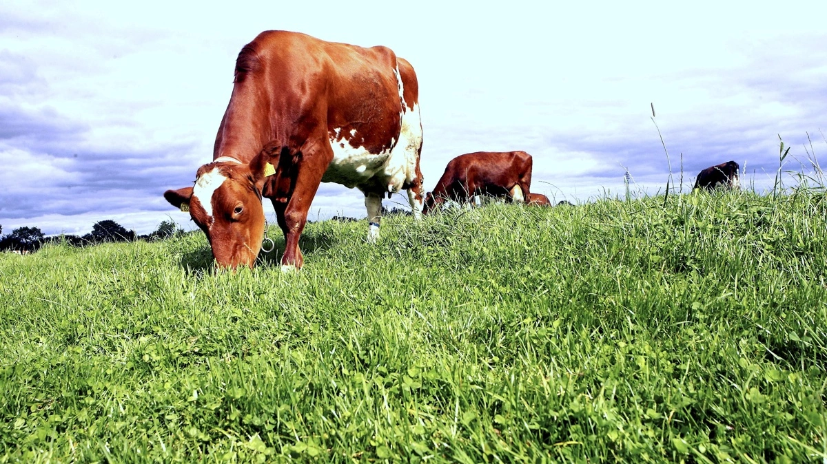 Ifølge Asger Christensen anerkender Kommissionen noget, som han mener alt for ofte bliver glemt i debatten. - Husdyr er en vigtig del af biodiversiteten. Græssende dyr holder naturarealer åbne, skaber levesteder for planter og dyr og bidrager til et varieret kulturlandskab, skriver han i læserindlægget. Arkivfoto: Erik Hansen