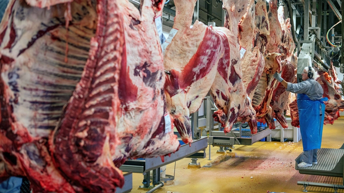 Der er stor kamp om at afsætte større ordrer af de klassiske udbenede okse- og kalvekødsvarer, lyder meldingen fra Danish Crown Beef. Foto: Red Star Photo/Danish Crown