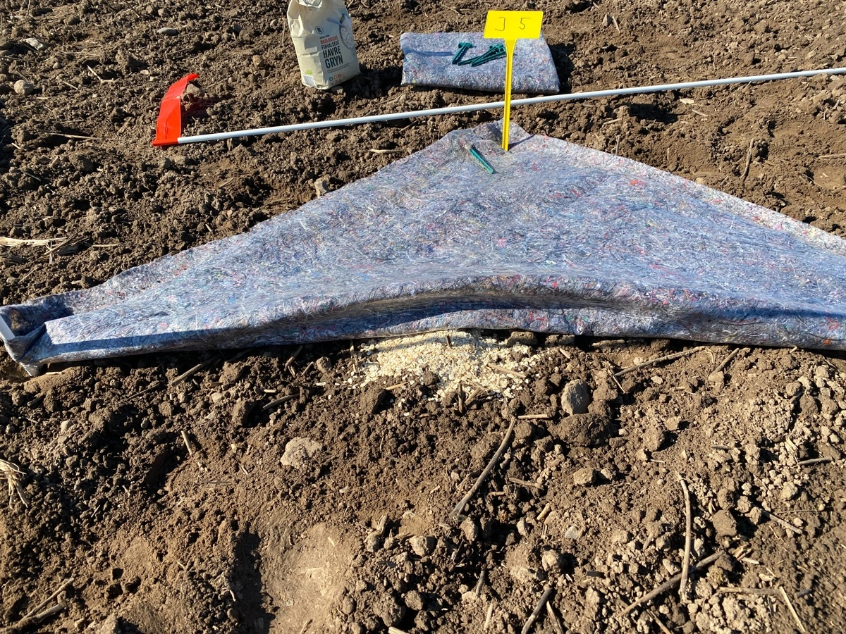 Sneglefælder med havregryn som lokkemad er en oplagt måde at overvåge sneglebestanden i marken. Her er det simpelt malerfilt med plastbaggrund, der er anvendt. Foto: Tage Knudsen