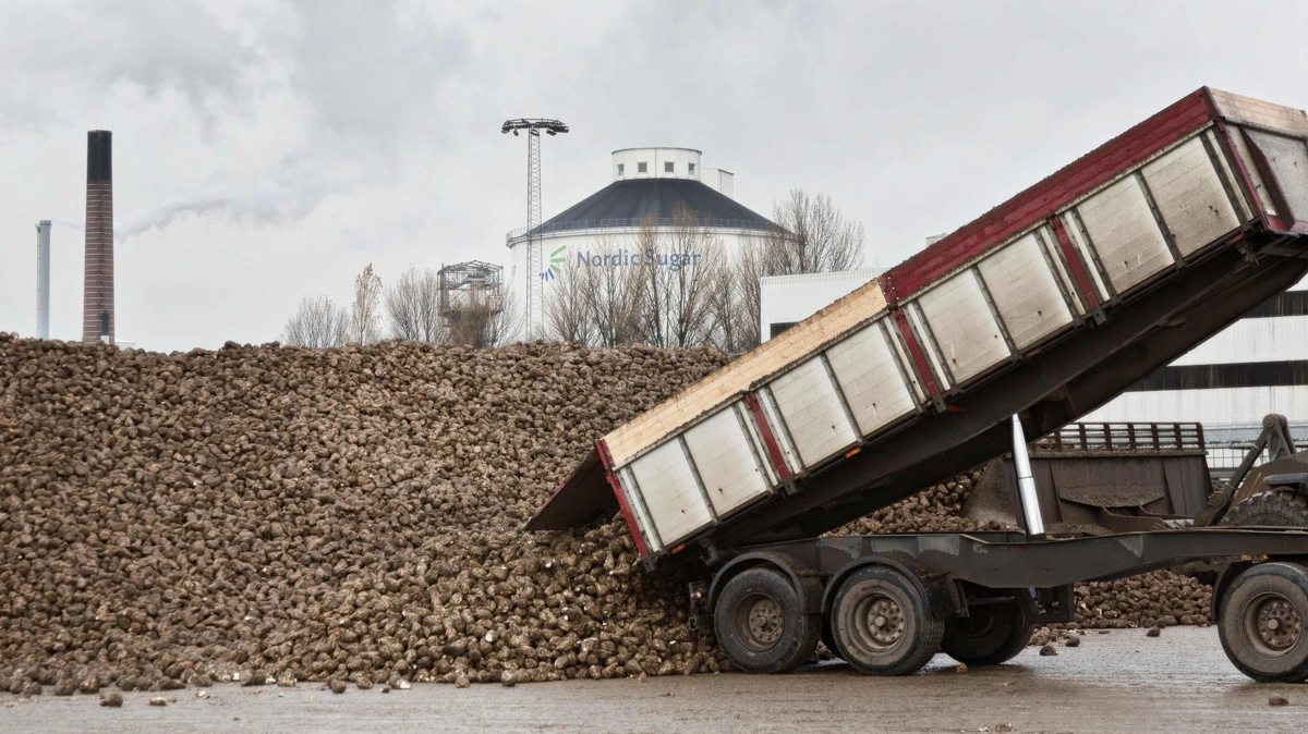 Alle berørte roedyrkere har godkendt forliget med Nordic Sugar, som har udbetalt godtgørelse og afsluttet voldgiftssagen. Arkivfoto