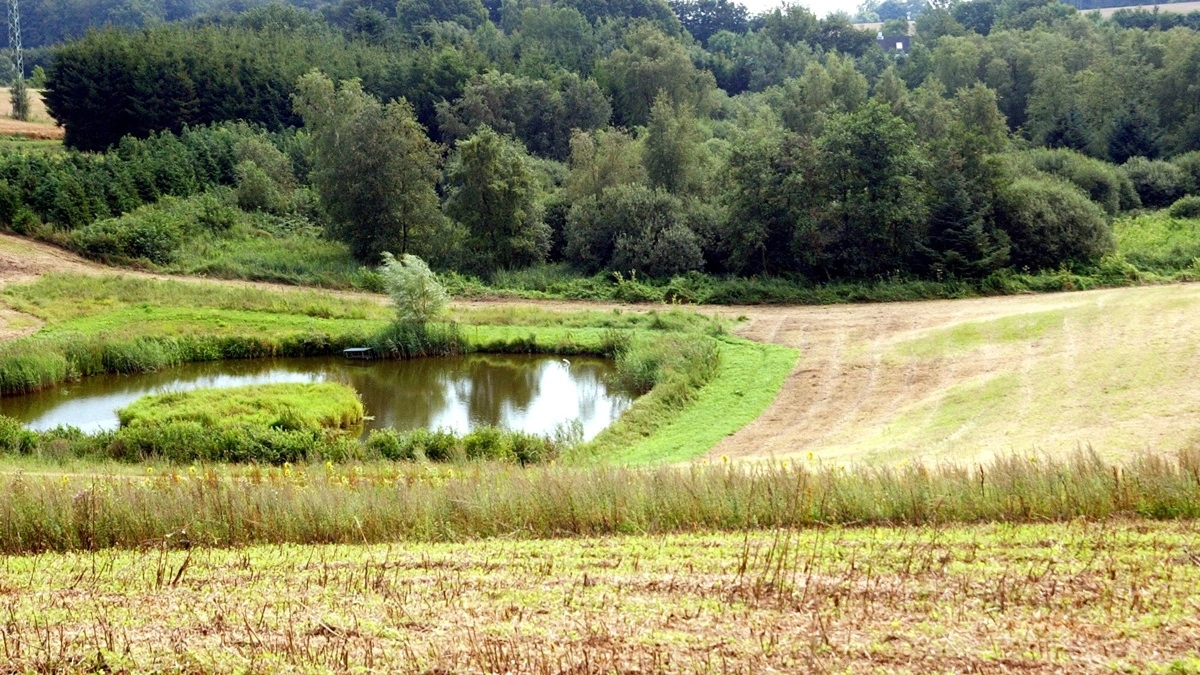 En vildtvenlig skov handler ikke kun om at plante træer. Tværtimod er det variationen, der gør forskellen. Skovbryn med buske, lysninger, tætte holme og en blanding af forskellige træarter giver gode muligheder for både føde og skjul. Arkivfoto