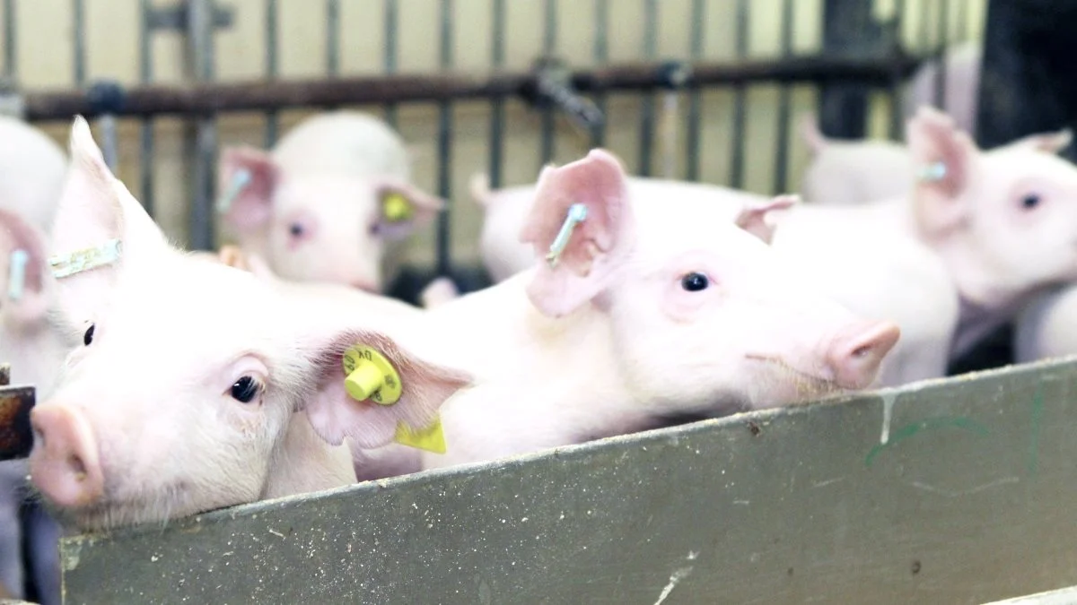 Solvang Svineavl havde rettigheder til 100 svin af Duroc-racen og 136 Yorkshire-svin – som ses på billedet – da avlsstationen blev opsagt i 2014. Billedet her stammer ikke fra Solvang Svineavl.