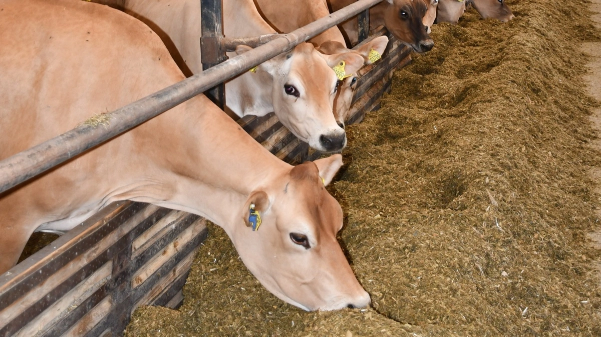 Fodereffektivitet er en af de vigtigste parametre i FarmAhead Check. En høj udnyttelse af foderet reducerer både klimaaftrykket og produktionsomkostningerne.

