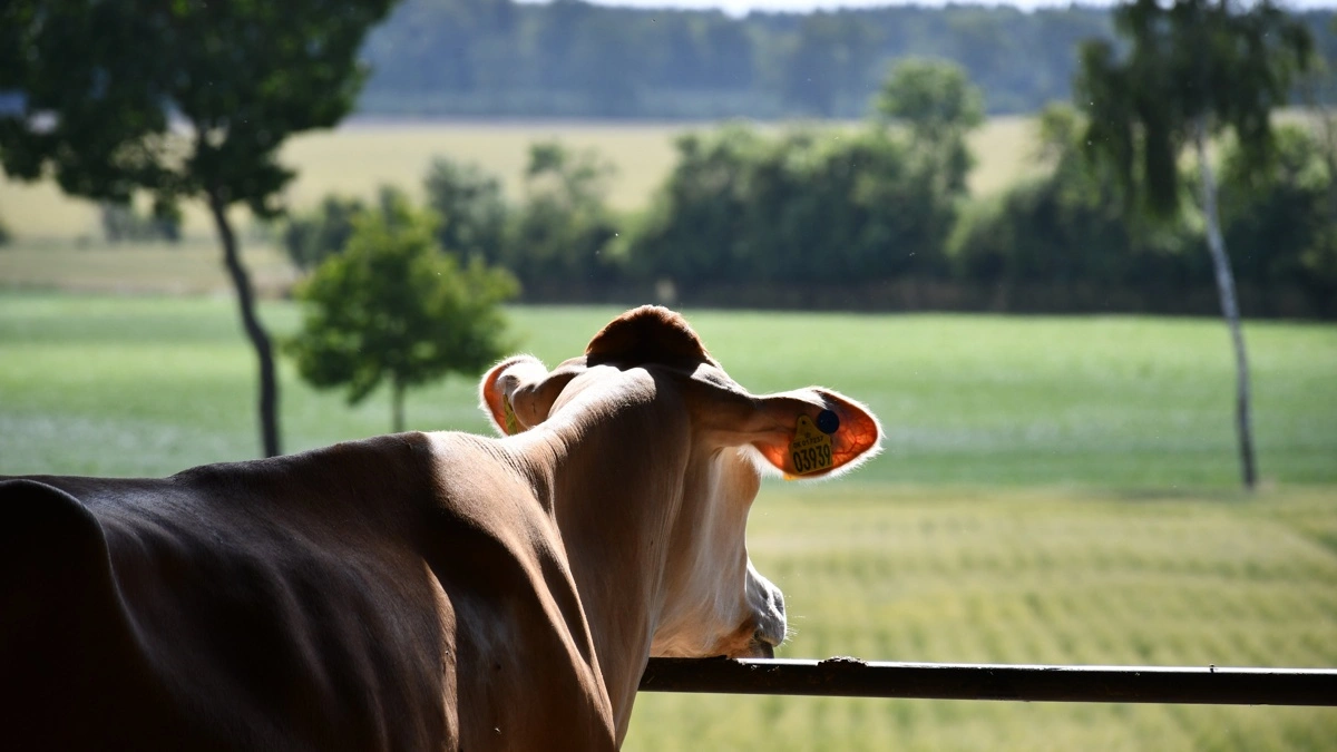 FarmAhead Check omfatter hele bedriften – fra køerne i stalden til produktionen af grovfoder på markerne. Klimatjekket bygger på data fra både dyr, mark og energiforbrug. Fotos: Camilla Bønløkke