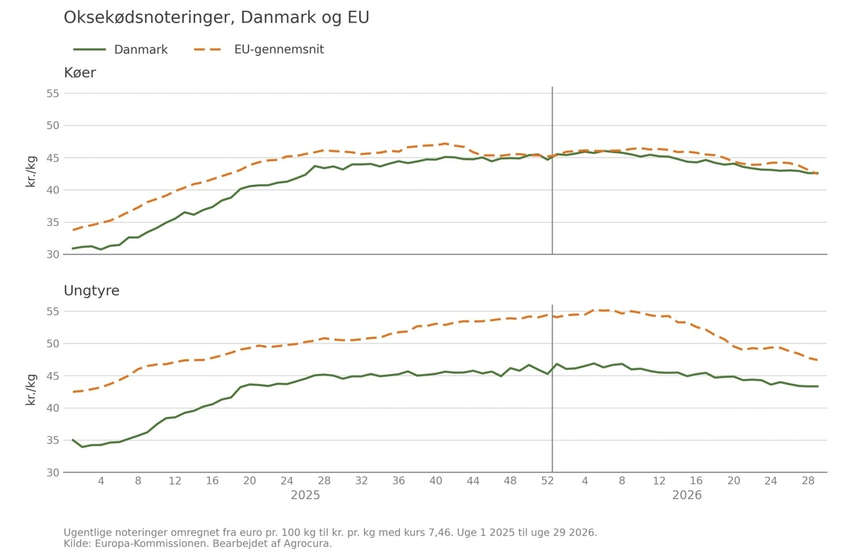 Figur 1: Udviklingen i de gennemsnitlige afregningspriser i EU i 2026 for kategorierne ungtyre og køer. Kilde: Agridata.ec.europa 