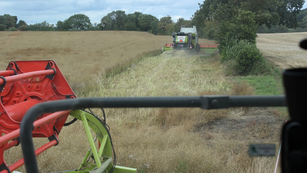 Både en Claas Lexion 8900 og en Claas Lexion 6800 tog godt fra i de 17,5 hektar raps ved Gamst tirsdag eftermiddag.