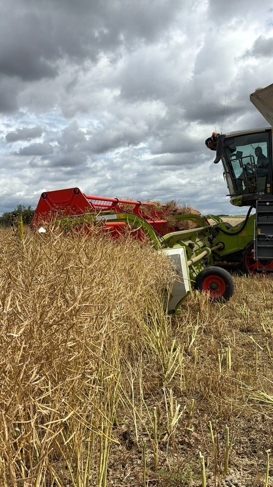 Class Lexion 8900 arbejder sig igennem raps, der overrasker positivt efter en ellers problematisk sæson.