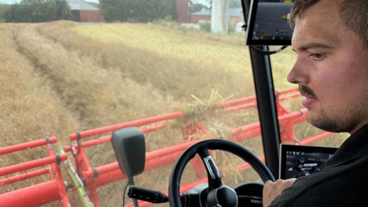 Rapsfrøene er modne, men stænglerne stadig lidt grønne, og det kan mærkes, at Claas-mejetærskeren er på hårdt arbejde, fortæller Simon Svendsen, Kongeaa Agro.