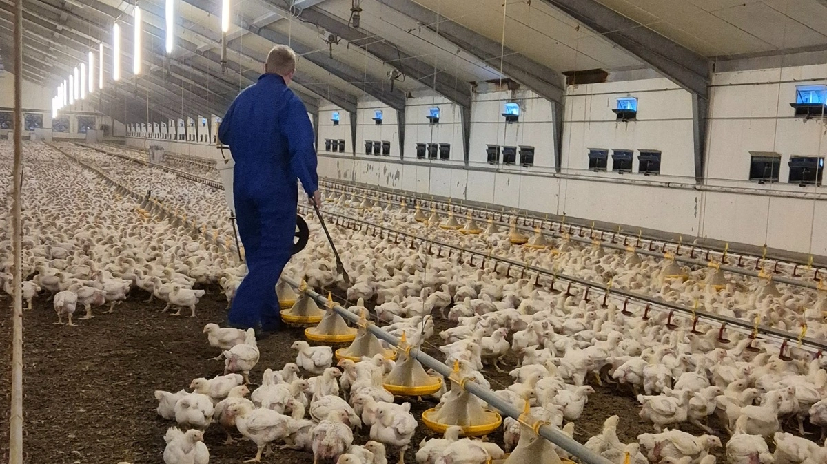 Der er cirka et par hundrede primærproducenter af fjerkræ i Danmark. Foto: Tenna Bang