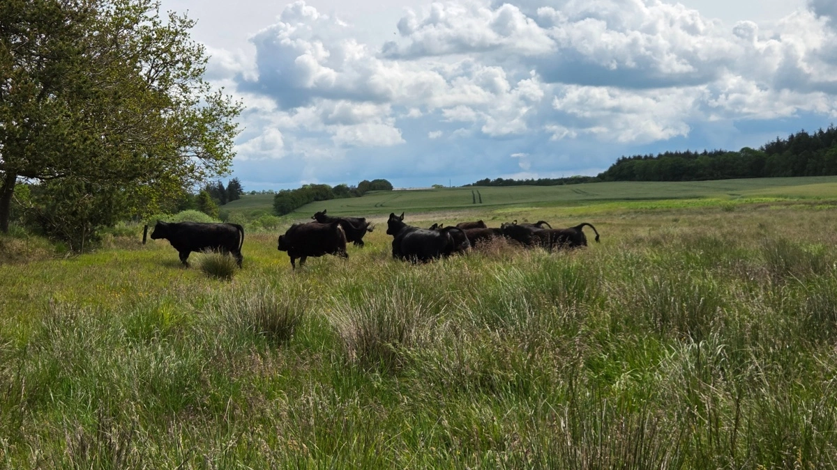 Landbrug & Fødevarer ønsker både bedre rammevilkår for naturpleje og mere fleksible regler for producentskifte i plejegræsordningen. Arkivfoto