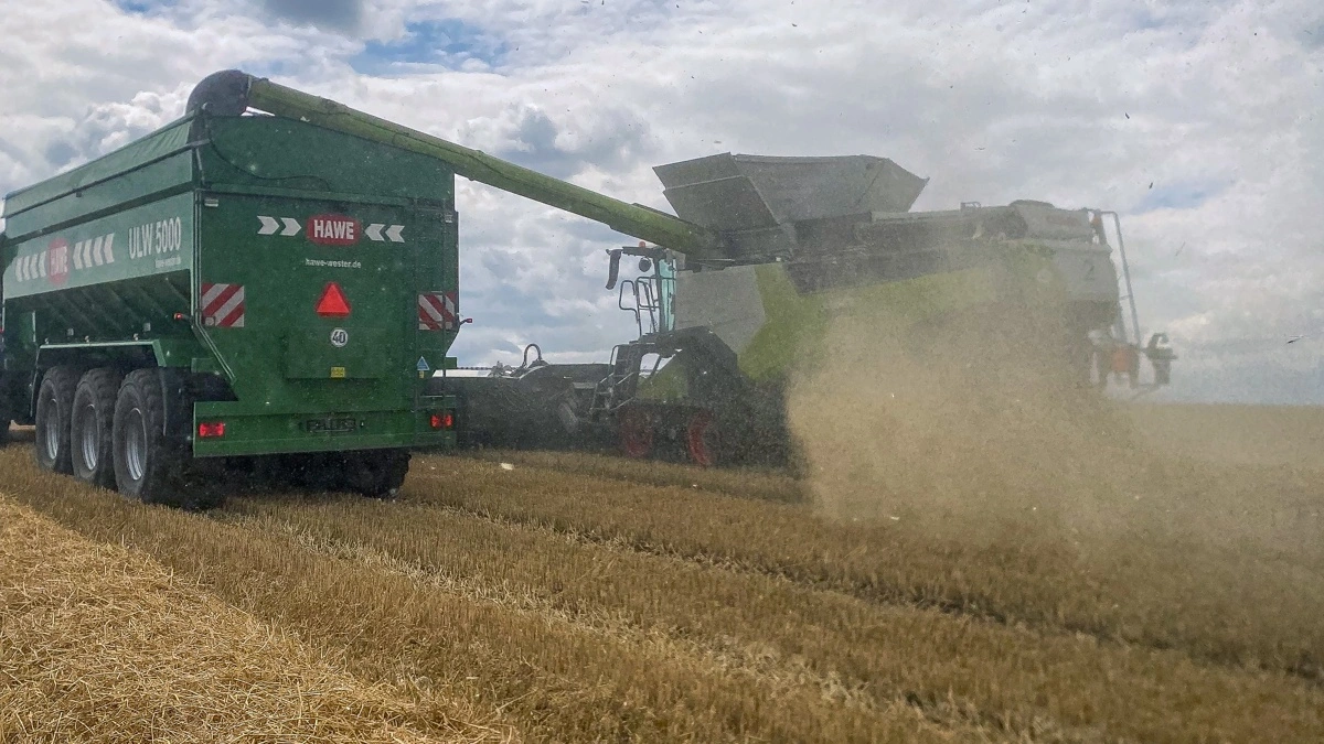 To John Deere-traktorer og to Hawe-sneglevogne kører kornet fra de to 45 fods Claas-mejetærskere.
