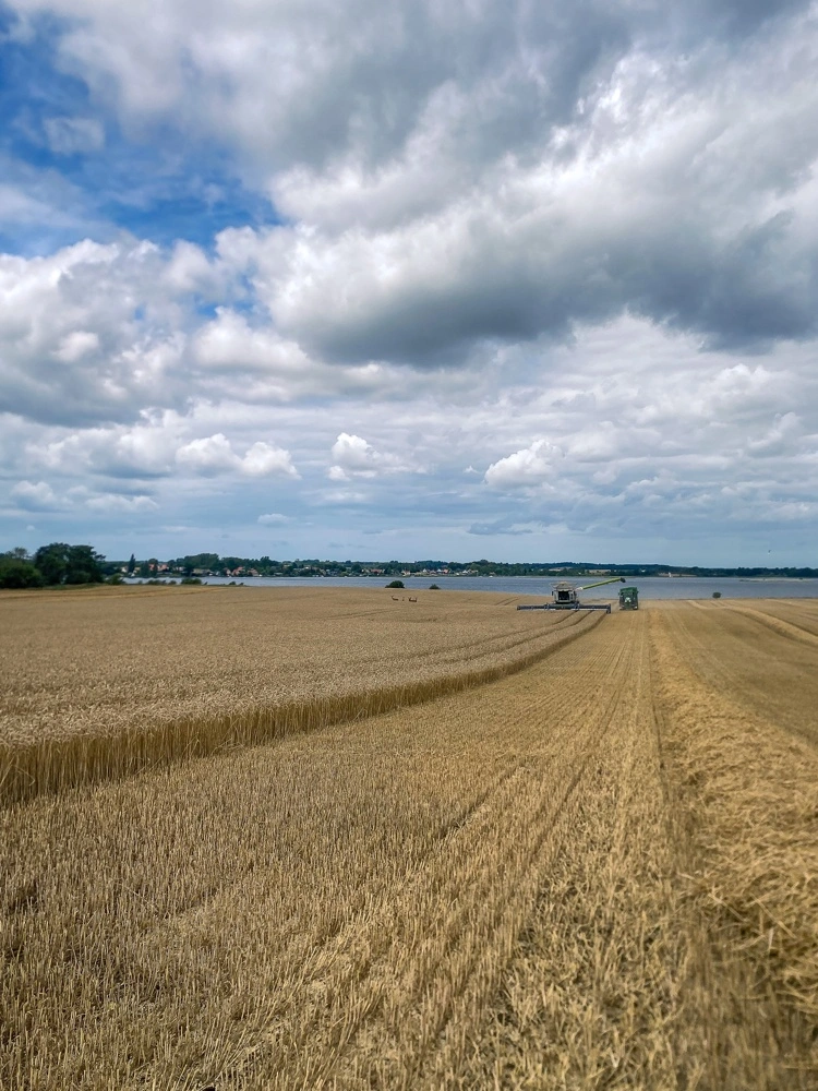 Med fjorden i baggrunden blev årets hvedehøst hos CBR Agro indledt på en lun juli-eftermiddag i Herslev ved Roskilde.