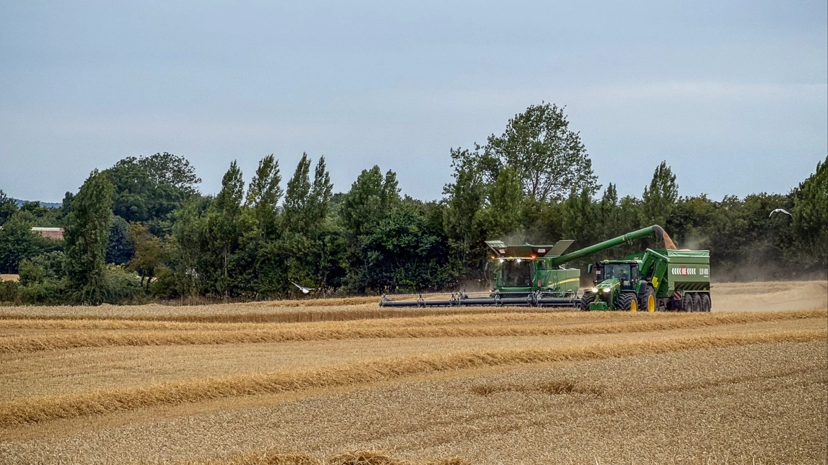 Udbyttet svingede fra 8-10 ton pr. hektar i den første hvede hos landmand Jan Lorentzen, da han i denne uge tog hul på hveden i samarbejde med kollegaen Michael Fischer på halvøen Hindsholm i det nordøstlige Fyn. Fotos: Lotte Larsen