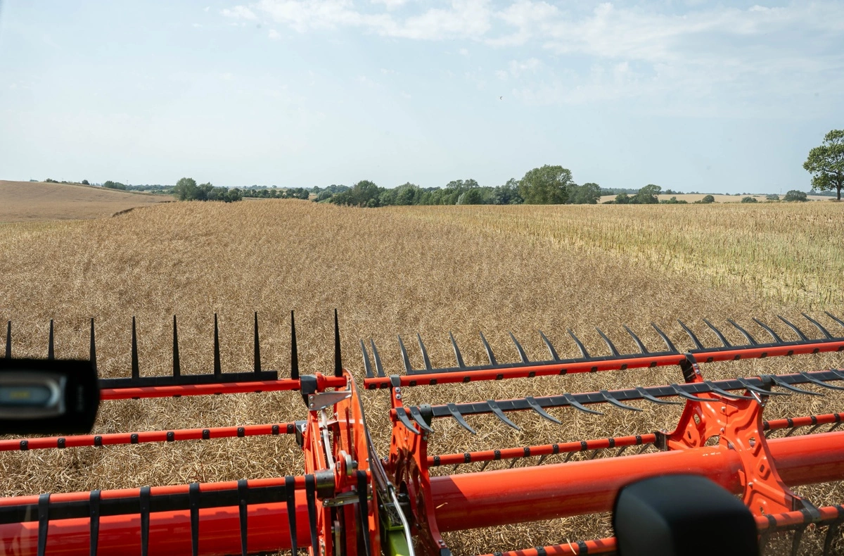 I alt kører tre Claas Lexion 8800 mejetærskere med 41-fods Convio-skærebord rundt og høster på Hverringe Gods. Foto: Daniel Barber