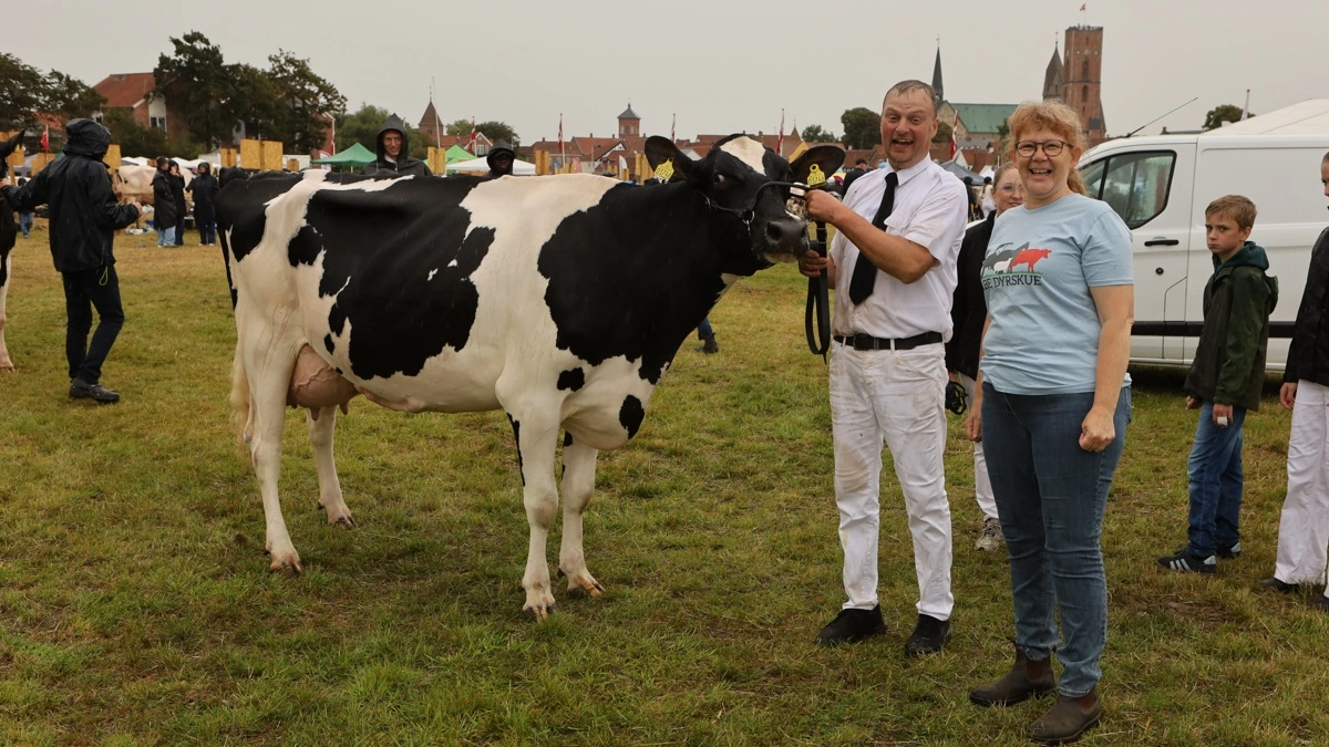 Trods regnen var humøret højt ved gårsdagens dyrskue i Ribe. På billedet ses skuets bedste ældre holsteinko og dens ejer Johannes Bjerre Lauridsen, Hillerup, der er med i dyrskueudvalget sammen med dyrskueformand Karen Kjær. Fotos: Erik Hansen