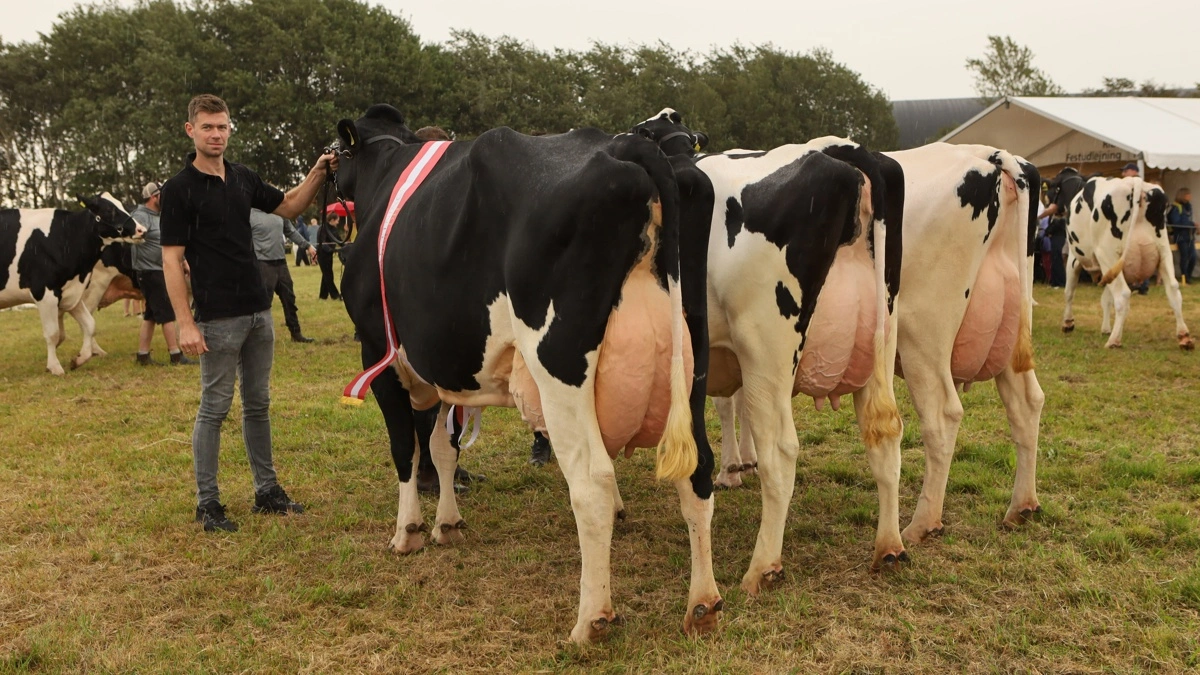 Vinderen i besætningskonkurrencen inden for holstein blev køerne fra Højager Holstein i Hjerting ved Rødding.