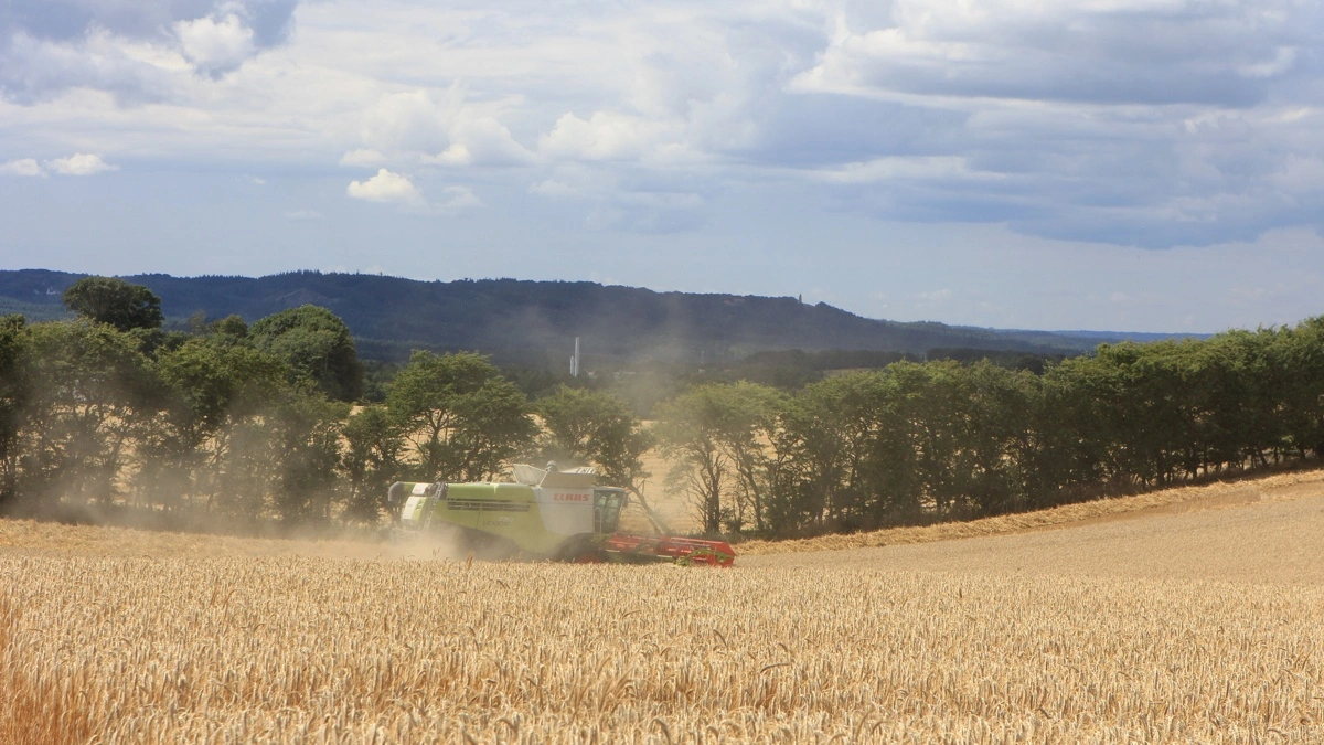 Tårnet på toppen af Himmelbjerget kan svagt anes i baggrunden, mens Anders Jokumsens Claas Lexion 770'er høster Tirrano-triticale. Fotos: Kasper Stougård