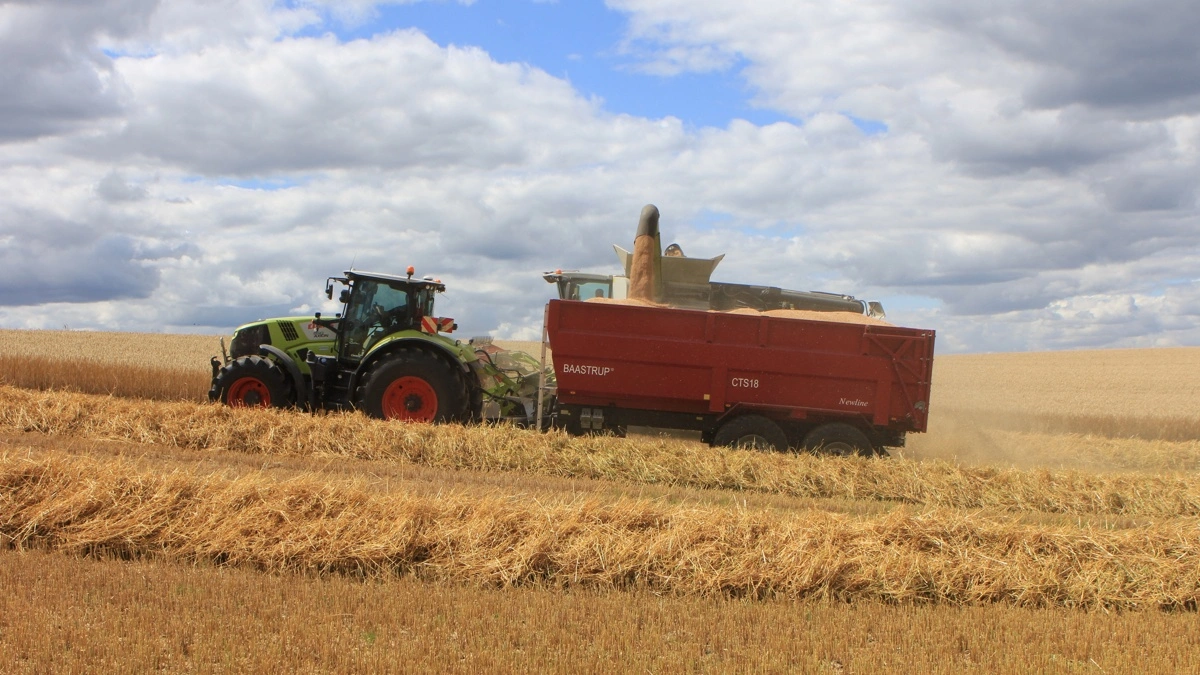 1.500 kg udsæd midt i september sidste år har på den første dag i august 2026 formeret sig til 99.550 kg triticale, som danner grundlaget for den nye sort fra Sejet i de kommende år. 