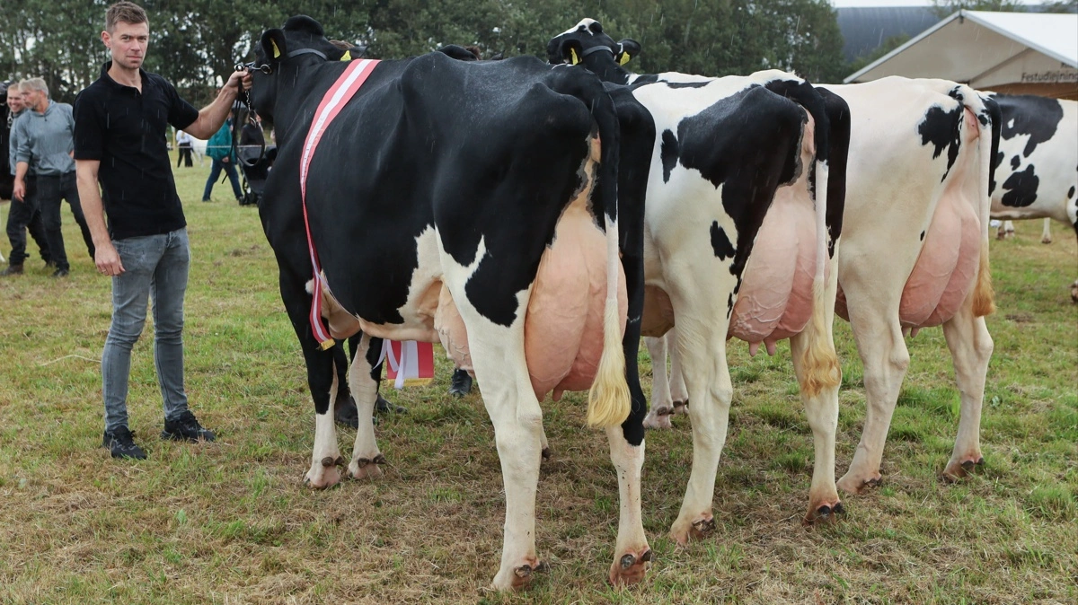 Ved besætningskonkurrencen hos holstein besatte disse tre køer fra Højager Holstein i Hjerting ved Rødding førstepladsen.