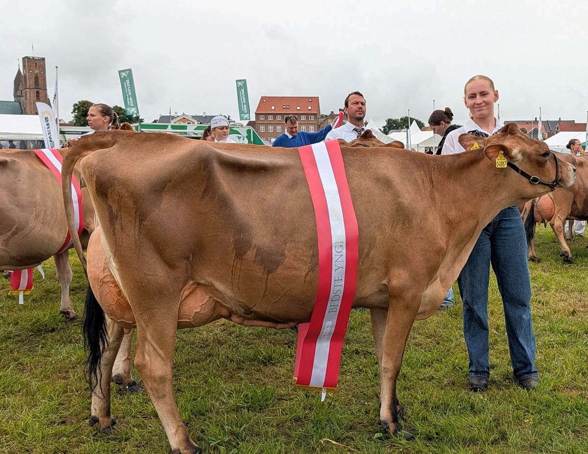 Blandt de yngre jerseykøer gik fløjpladsen til nr. 4887 fra Sønderfenner i Ø. Vedsted.