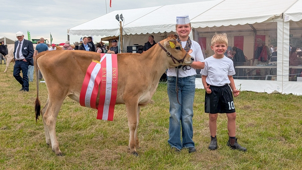 På tværs af racerne jersey og holstein blev denne jerseykvie fra Young Breeders Sønderfenner udpeget som den bedste.