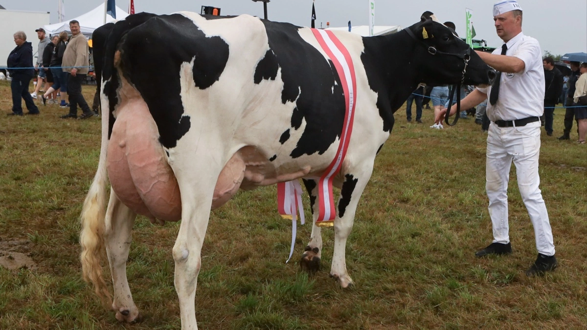 Bedste ældre holsteinko blev denne Newstar-datter fra Midtgård Holsteins i Hillerup. Den fik tillige topkarakteren 24 point.