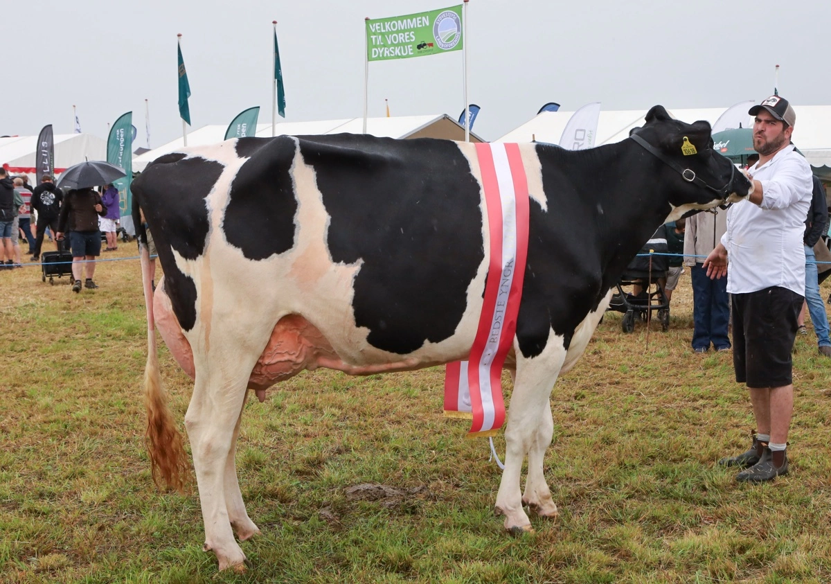 Blandt de yngre holsteinkøer gik fløjen til Barolo-datteren fra I/S Vinum Dairy i Vinum. Også den fik 24 point.